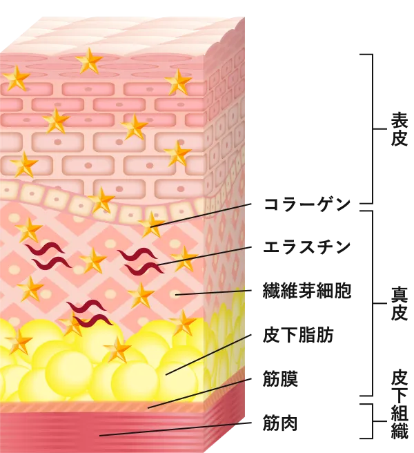 表皮　真皮　皮下組織　コラーゲン　エラスチン　線維芽細胞　皮下脂肪　筋膜　筋肉
