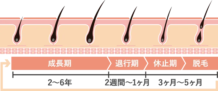 成長期　退行期　休止期　脱毛　2〜6年　2週間〜1ヶ月　3ヶ月〜5ヶ月