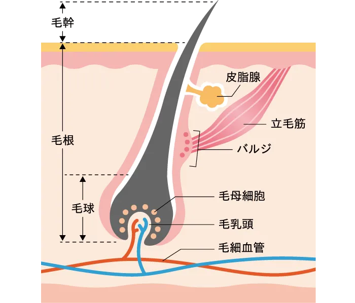 毛幹　毛根　毛球　皮脂腺　立毛筋　バルジ　毛母細胞　毛乳頭　毛細血管